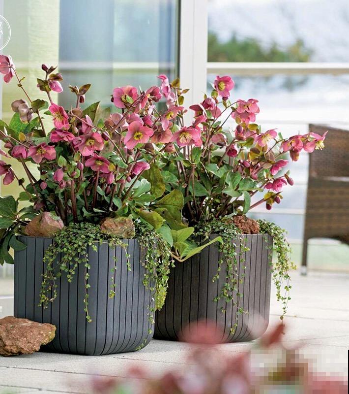 冬天养盆铁筷子,-20℃也能活,大雪天照样呼呼开花! 冬天养盆铁筷子,-20℃也能活,大雪天照样呼呼开花!