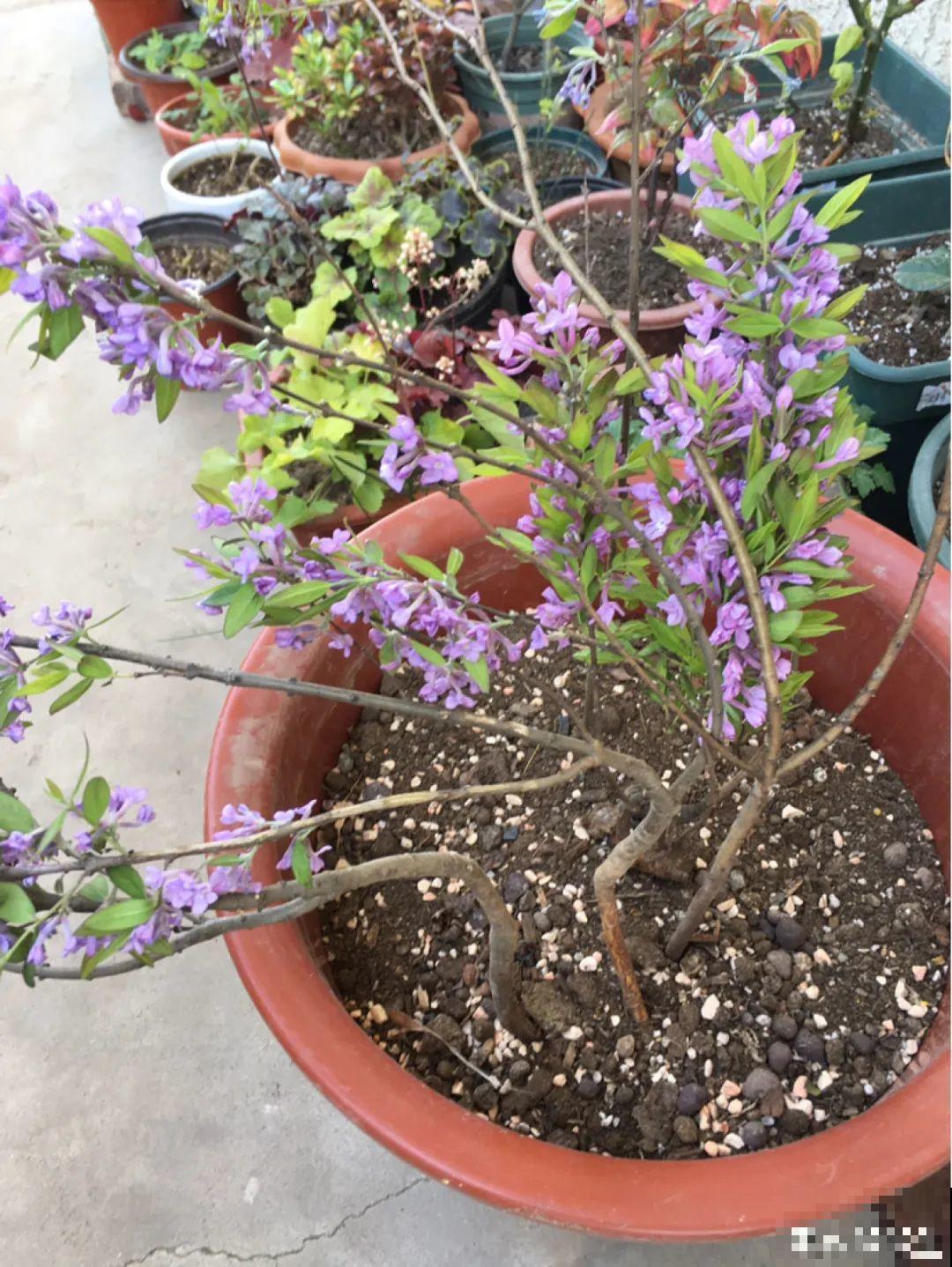 1种花叫大花犀角，闻久了头晕，家里养要小心！