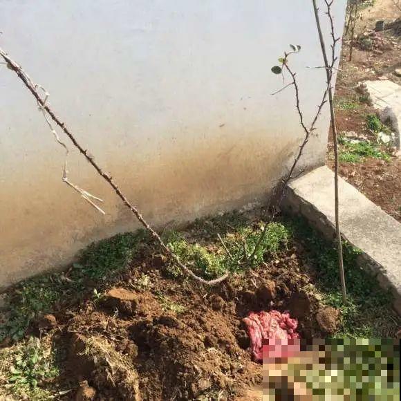 大螃蟹做花肥,秋天大补,花吃完就疯长了! 大螃蟹做花肥,秋天大补,花吃完就疯长了!