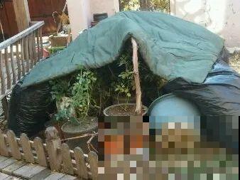 月季别剪了，剪完一杆全黑，今年都白养！