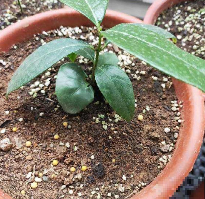 缓释肥要这么用,注意这3点,蹭蹭爆盆! 缓释肥要这么用,注意这3点,蹭蹭爆盆!