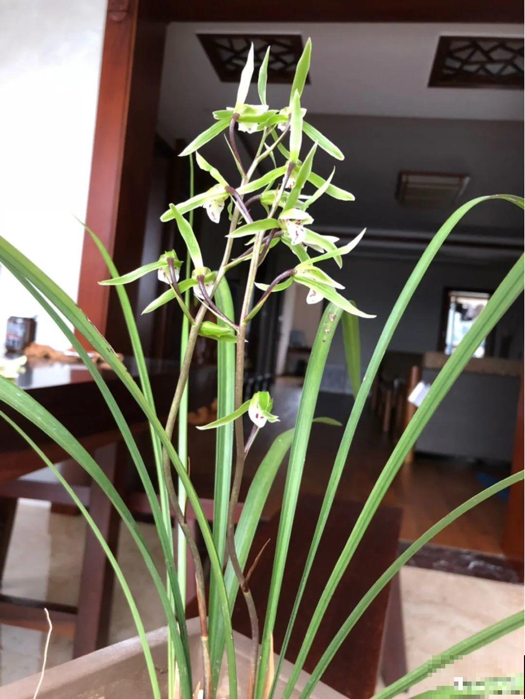 天冷开花的兰花,一共有6种,有香味、特好看! 天冷开花的兰花,一共有6种,有香味、特好看!