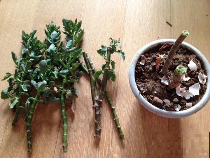 特欠剪的花,越剪越好看,花开不断! 特欠剪的花,越剪越好看,花开不断!