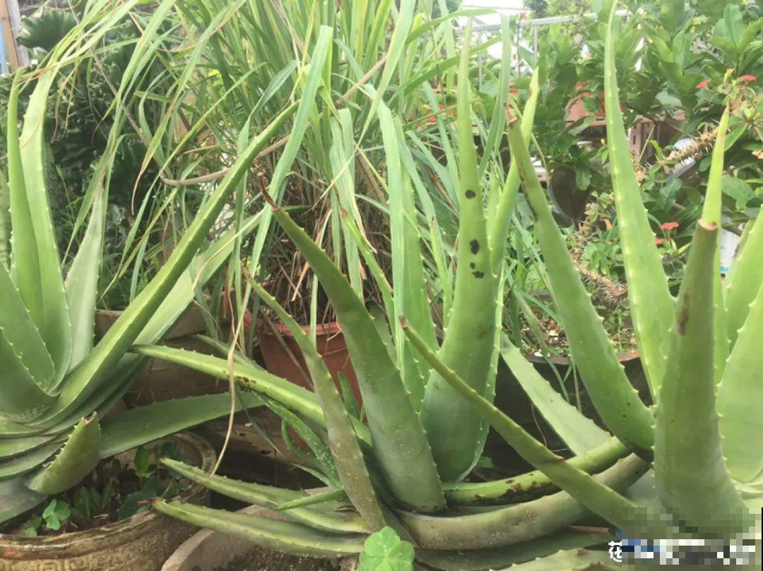 市里区一楼做个小花园,的确很美,一定要注意照顾邻居感受 市里区一楼做个小花园,的确很美,一定要注意照顾邻居感受