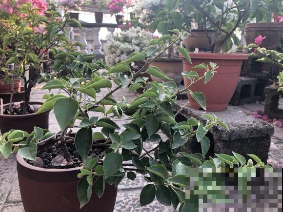 特欠剪的花,越剪越好看,花开不断! 特欠剪的花,越剪越好看,花开不断!