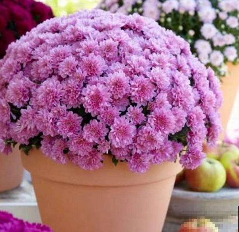 秋天养盆球菊，盆栽大花球，特适合家庭观赏！