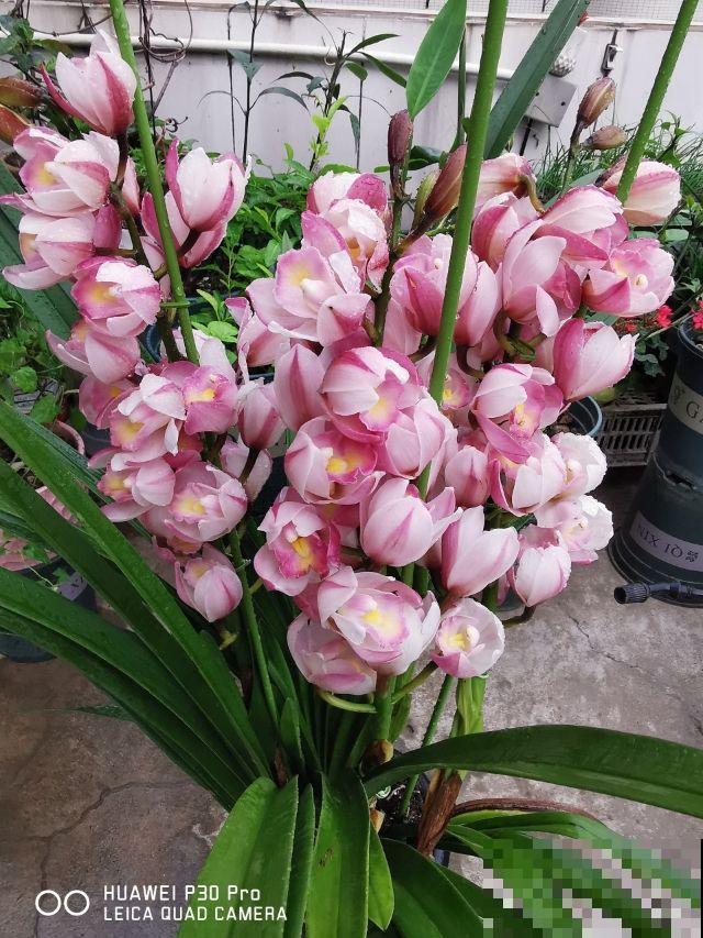 红红火火的“过冬花”，开花超热闹，适合冬天养