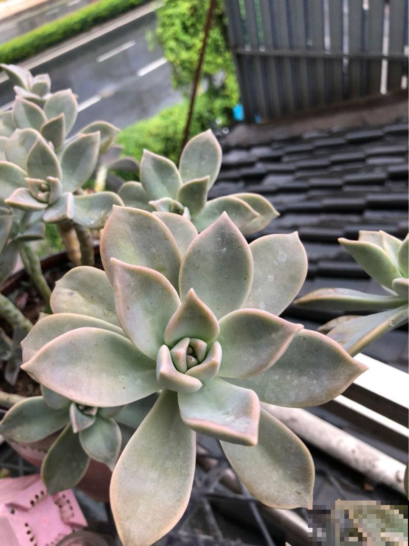 冬天养花,记住这7个要点,安全过冬没问题 冬天养花,记住这7个要点,安全过冬没问题