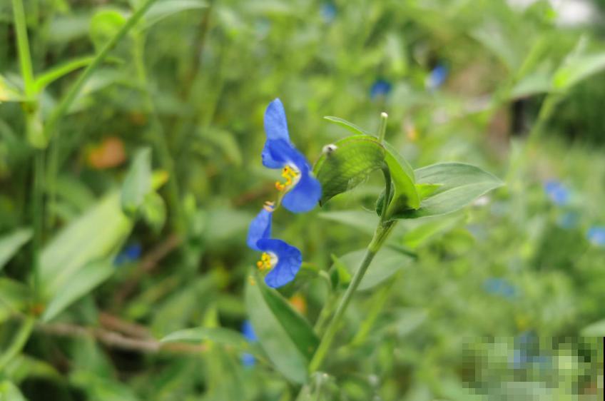 蓝紫色“精灵”鸭跖草,似蝴蝶花间飞舞,仙气十足! 蓝紫色“精灵”鸭跖草,似蝴蝶花间飞舞,仙气十足!