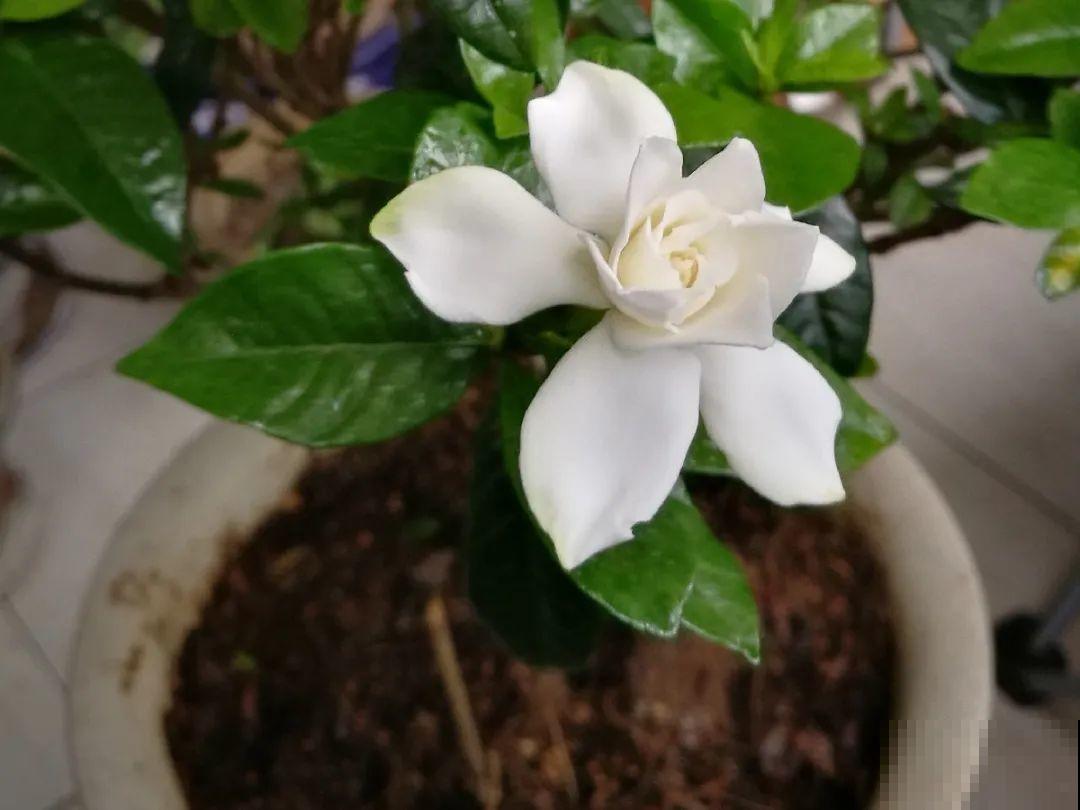 不敢用淘米水了,浇完花就死,土里都是虫! 不敢用淘米水了,浇完花就死,土里都是虫!