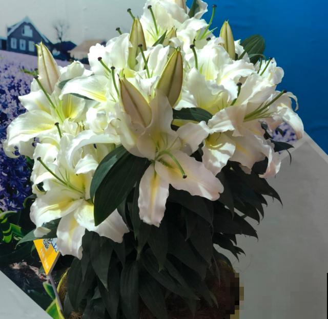 百合花球根是个好东西，掰一掰就能繁殖，一盆变多盆！