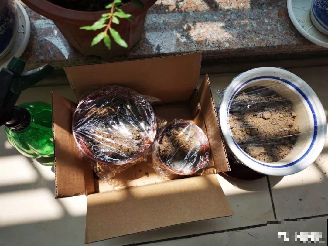 种球一直不开花,扔塑料袋里捂一捂,一周就发芽 种球一直不开花,扔塑料袋里捂一捂,一周就发芽