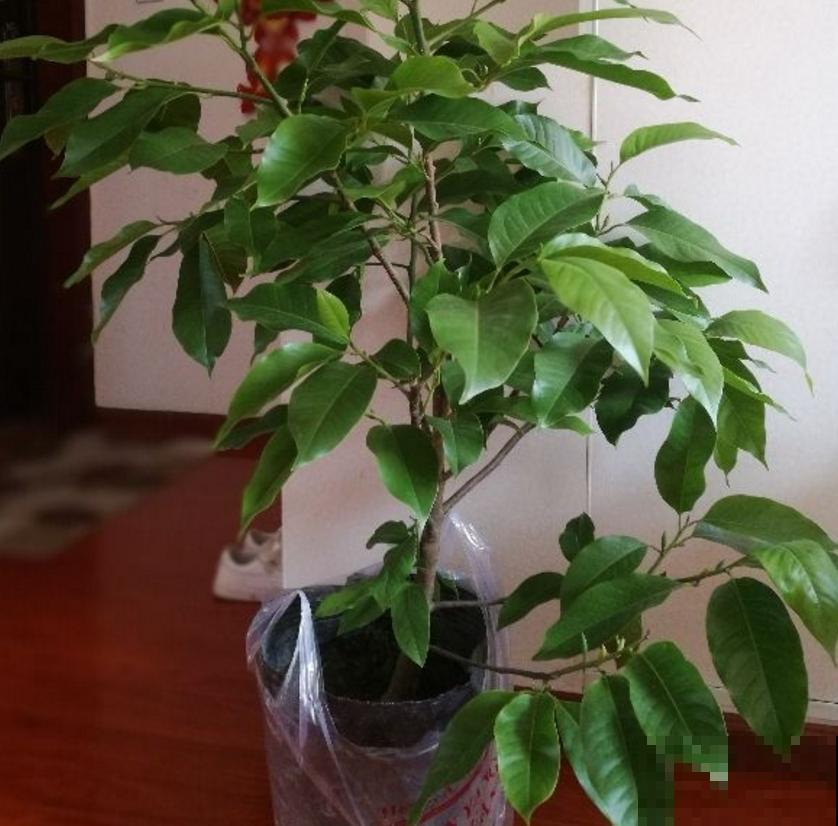 黄角兰特好闻,院子里种一棵,香飘十里! 黄角兰特好闻,院子里种一棵,香飘十里!