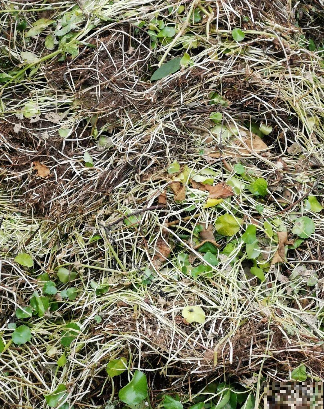 救命！入侵植物爬进院子，三年都杀不完！