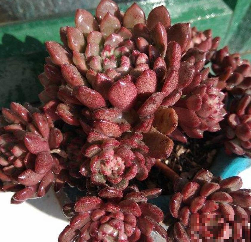 红宝石不上色?光照、水分和温度,缺一不可! 红宝石不上色?光照、水分和温度,缺一不可!