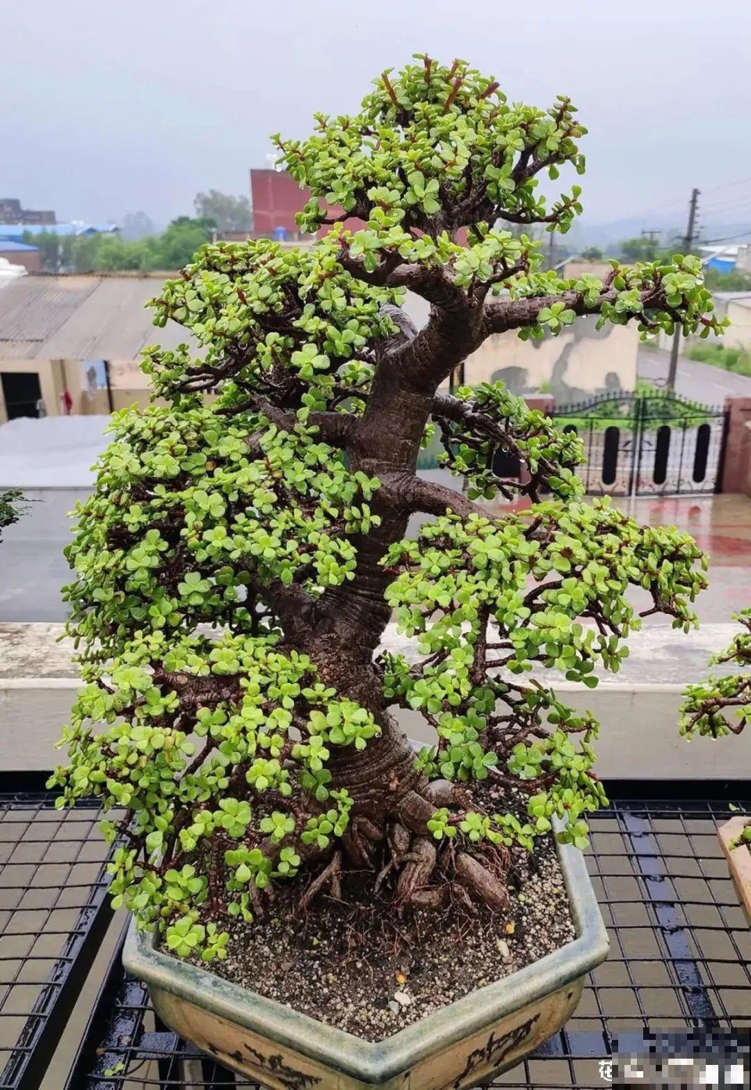 4种花养成老桩，价格能翻好几倍，开花也更多