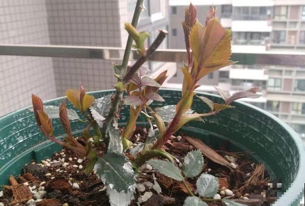 给月季修剪有讲究，不能乱剪，剪坏了开不出花惨兮兮！