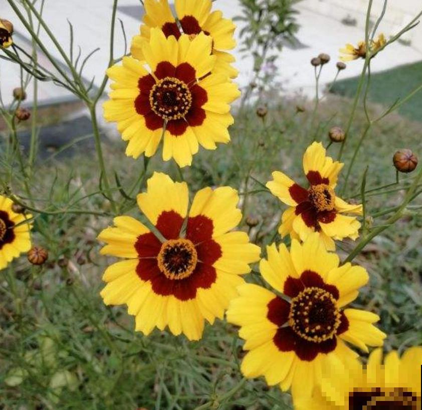 金鸡菊花期长,扔几粒种子,能开小半年! 金鸡菊花期长,扔几粒种子,能开小半年!