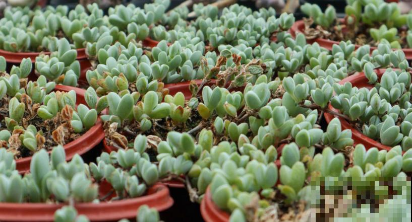 这5种多肉爱开花,花朵还极美,没见过亏大了! 这5种多肉爱开花,花朵还极美,没见过亏大了!