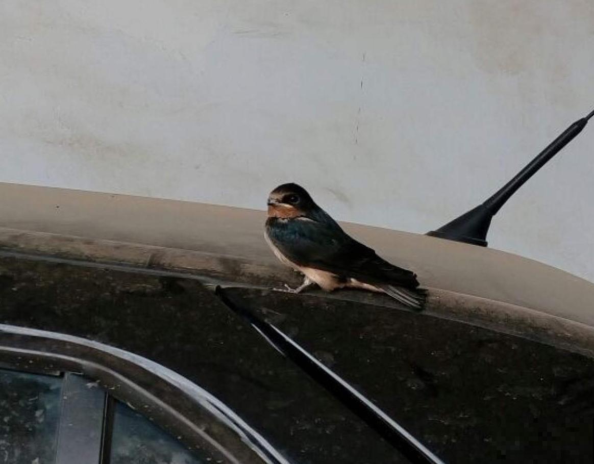 燕子窝不能戳？燕子筑巢有讲究，这么些年你做错了啥？