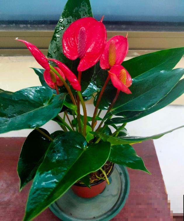 红掌长黄斑,千万别喷水,不然烂的更厉害 红掌长黄斑,千万别喷水,不然烂的更厉害