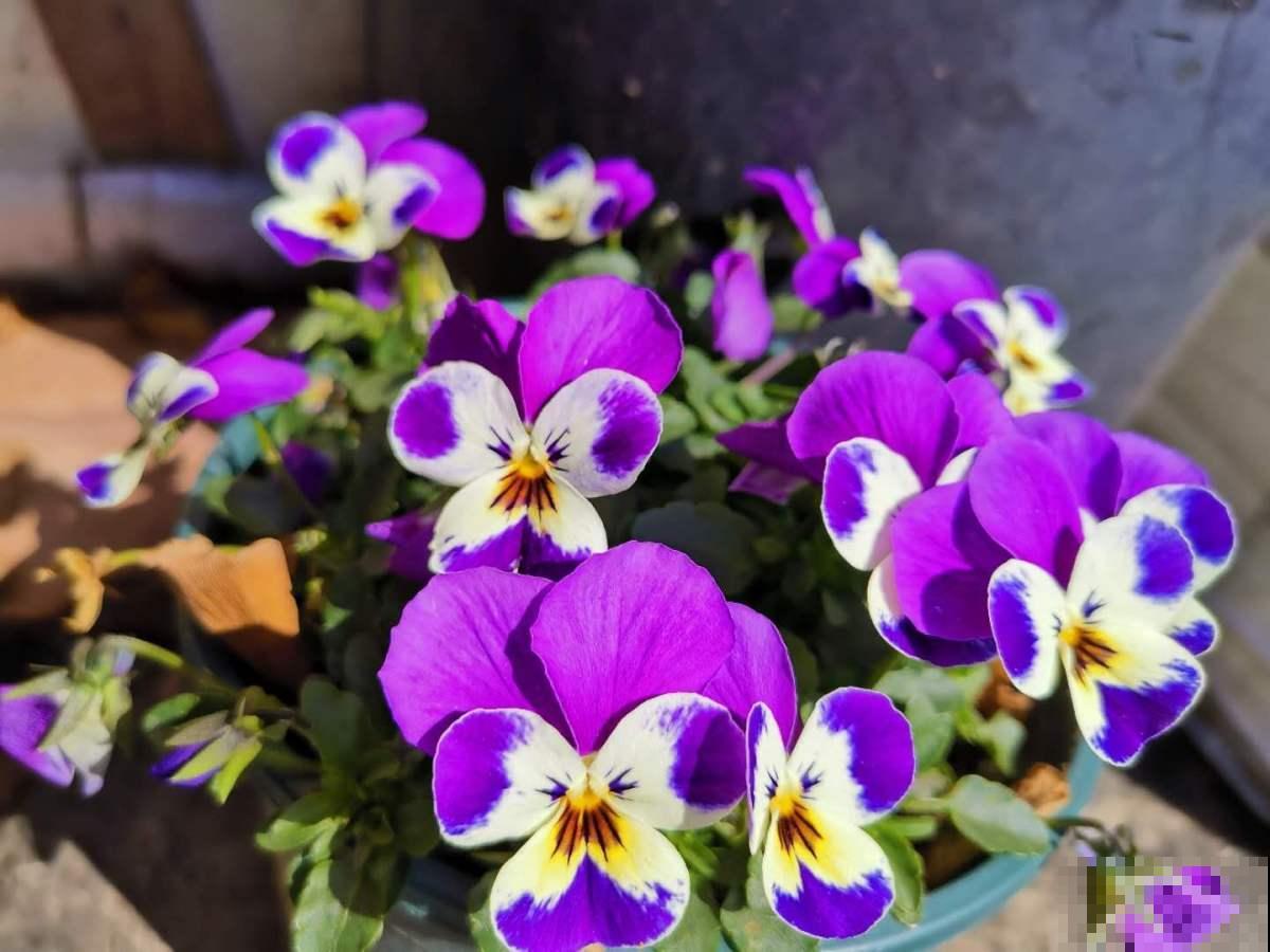 3种花选择一种,养好了阳台也能变花园,新手也能养! 3种花选择一种,养好了阳台也能变花园,新手也能养!