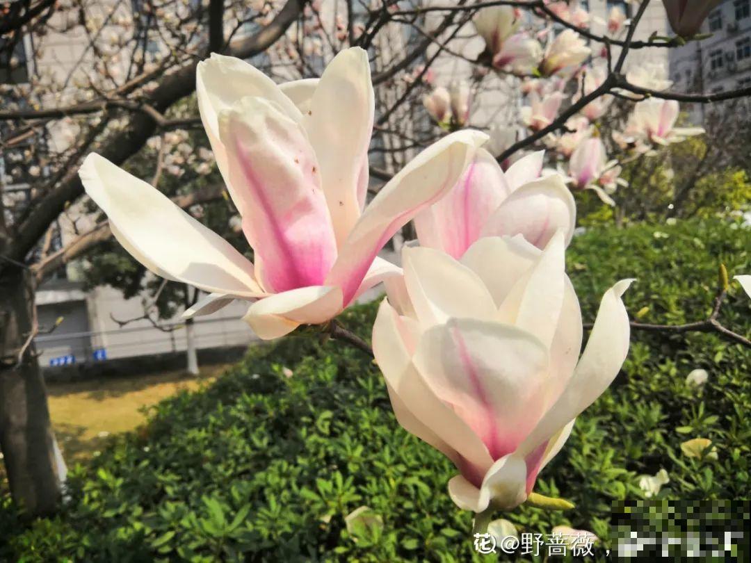 你在哪个城市，最适合养的花就是它！