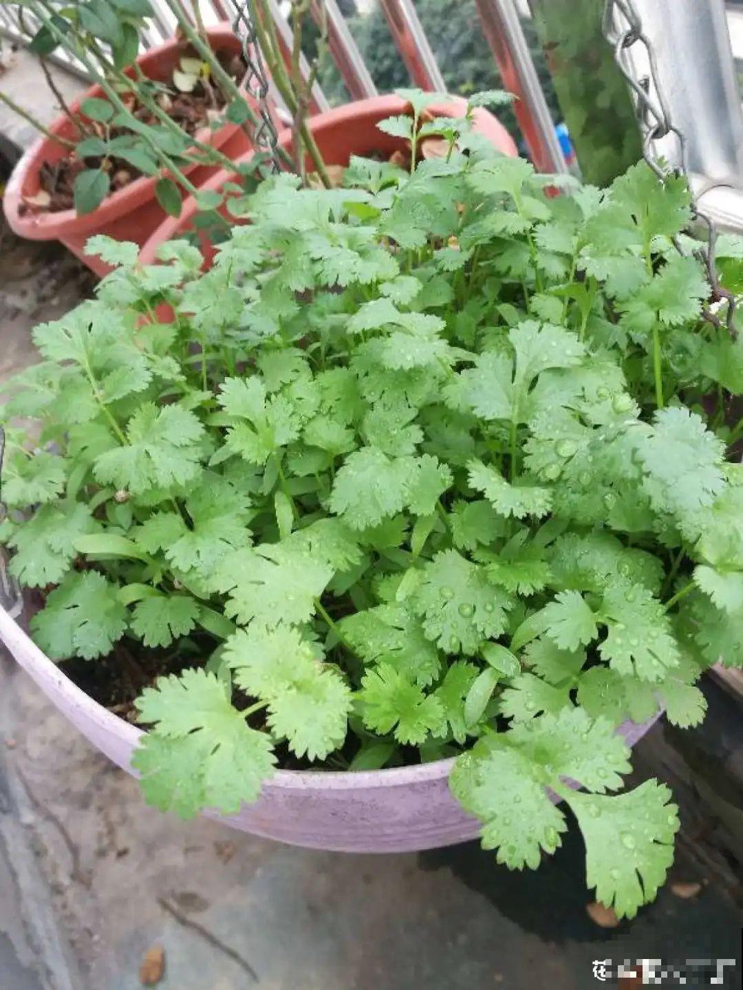 在家找个泡沫箱，撒把种子种蔬菜，不用出门买菜