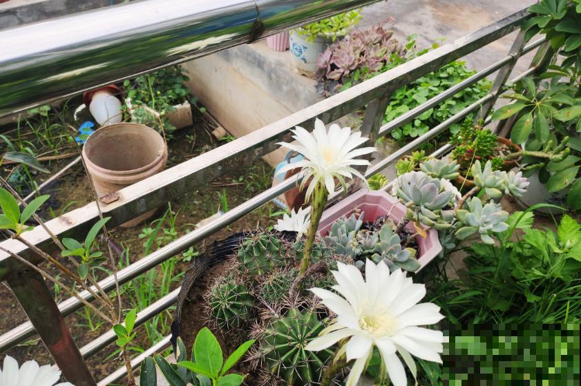 仙人球不开花？催花方法很多，做好这4点即可！