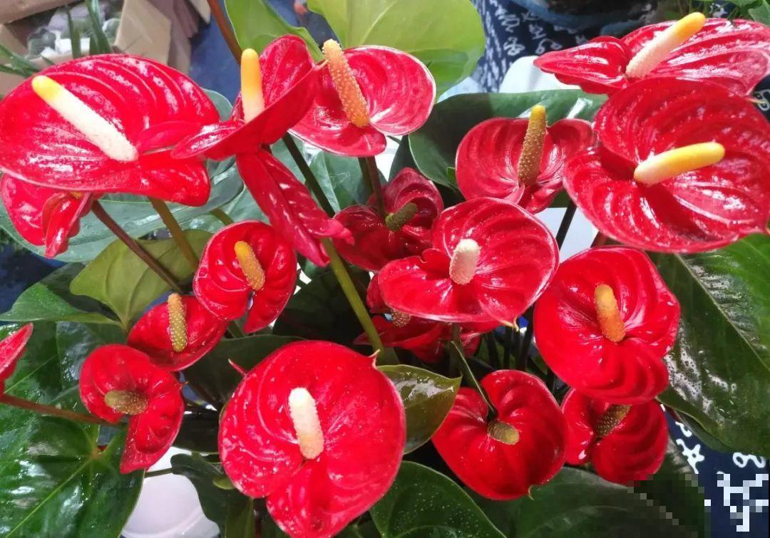 想省心就养这些花,没有病虫害,就爱开花! 想省心就养这些花,没有病虫害,就爱开花!