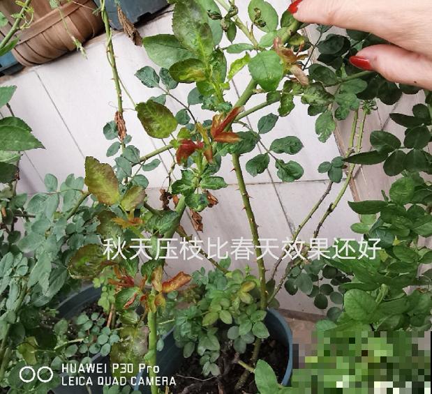 月季开花多与少,全看秋冬会不会养,2个工作要做好! 月季开花多与少,全看秋冬会不会养,2个工作要做好!