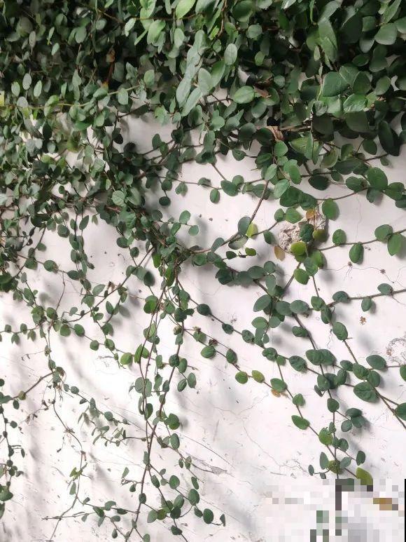 爬山虎不能随便养,爬满墙后特潮湿,还可能破坏墙体! 爬山虎不能随便养,爬满墙后特潮湿,还可能破坏墙体!