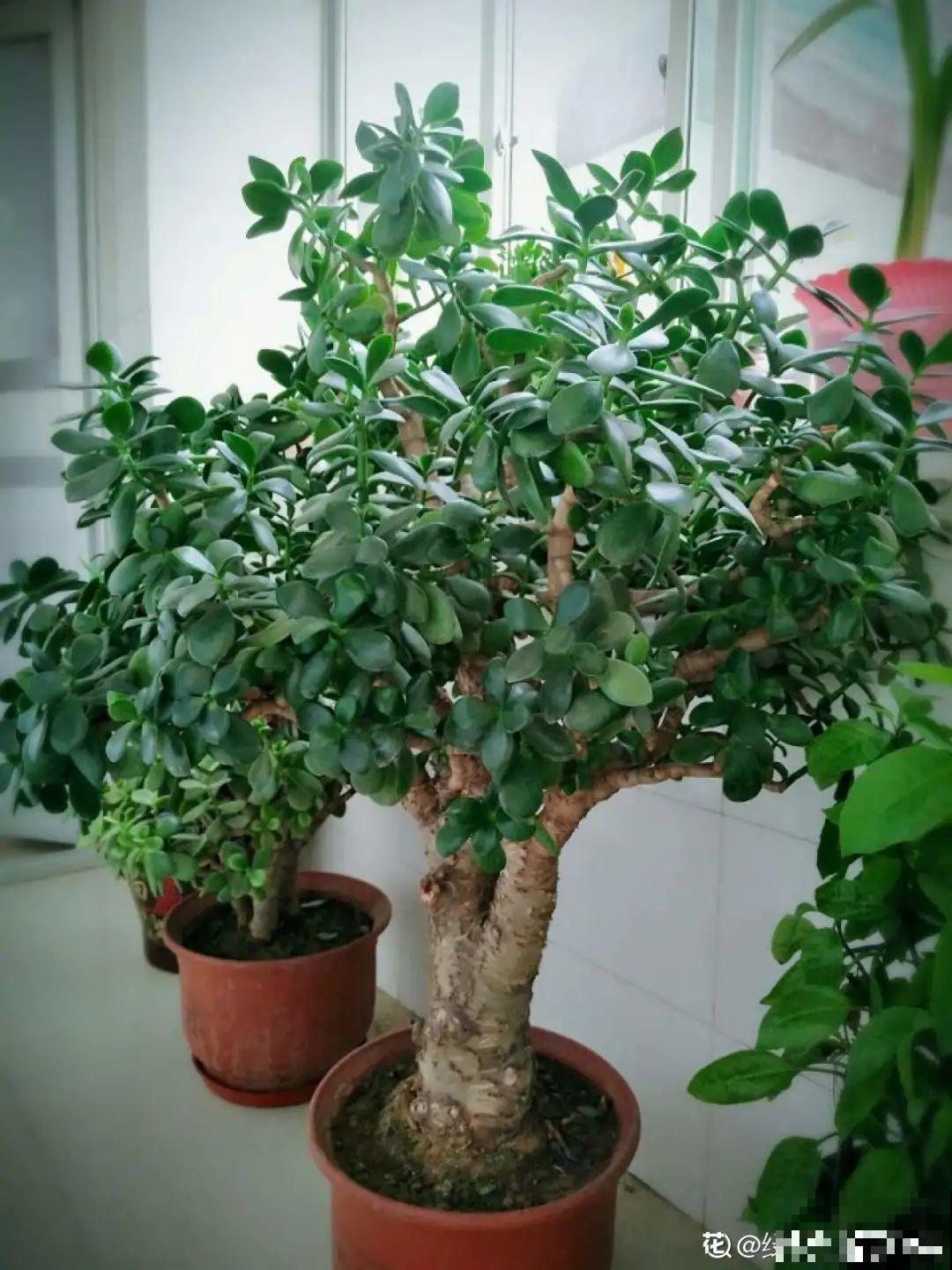 养了几十年的花,竟然是从牙签苗长起来,太辛苦! 养了几十年的花,竟然是从牙签苗长起来,太辛苦!