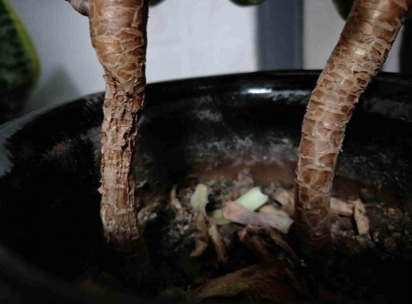 多肉撸叶有讲究，随便一撸，转头和你说拜拜！