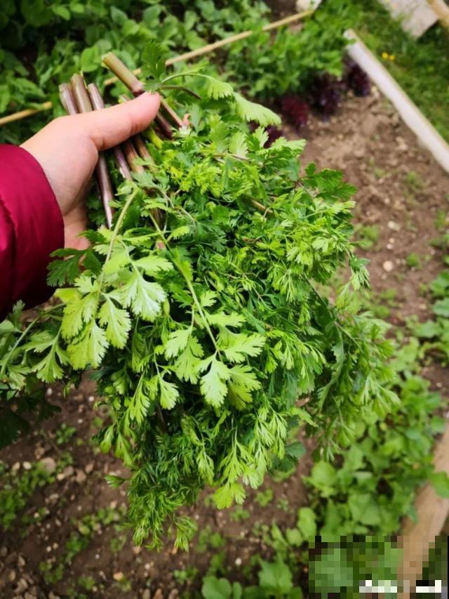 我想有个菜园子,秋天结满新鲜蔬菜,现在正收获! 我想有个菜园子,秋天结满新鲜蔬菜,现在正收获!