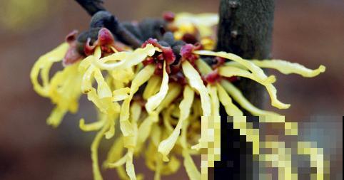 金缕梅不是梅，造型别致，美容护肤用处大！