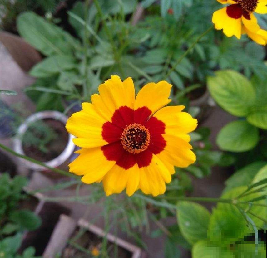 黑心菊特漂亮，院子里种一片黑心菊，太壮观！