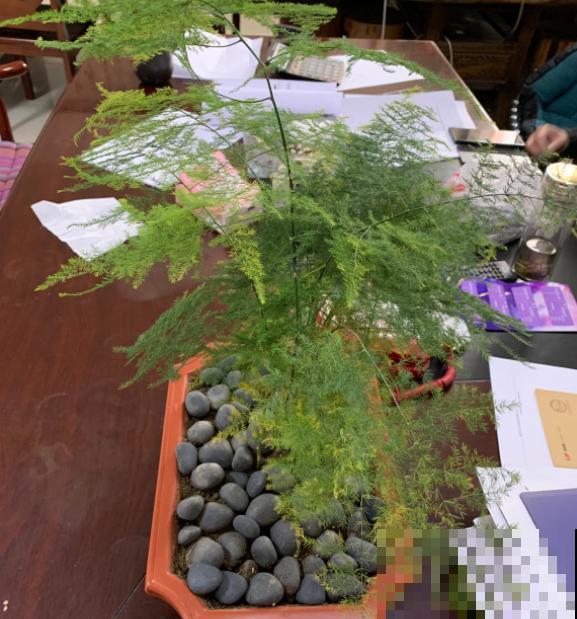 这3种问题要注意，叶子枯黄，画面丑到哭！