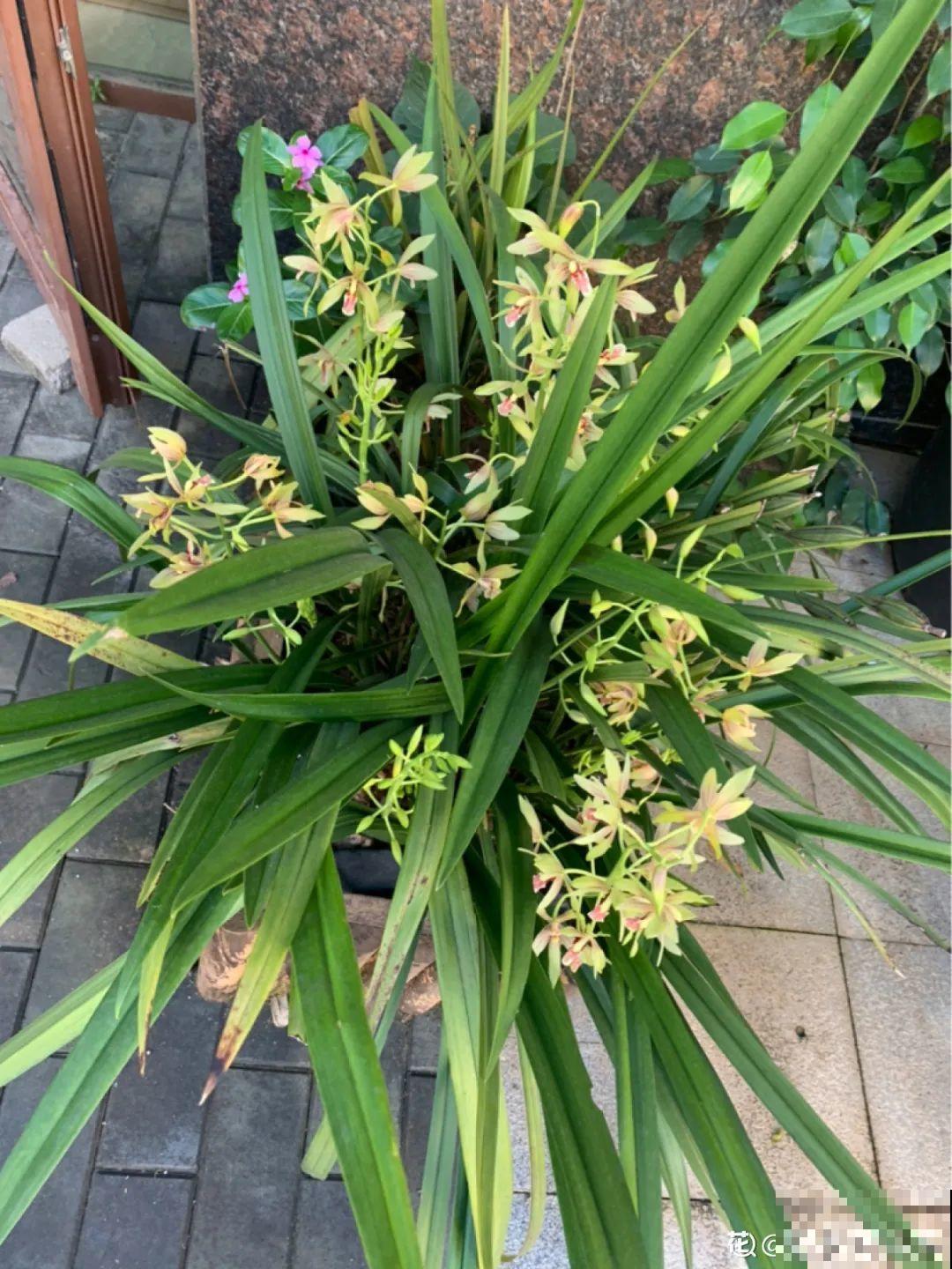 秋天特难养的花，养不活难受，还惹一肚子气！