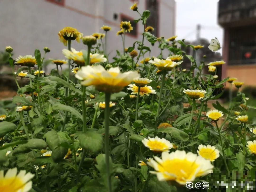 人参萝卜开花了,我种的花,都是这么奇奇怪怪! 人参萝卜开花了,我种的花,都是这么奇奇怪怪!