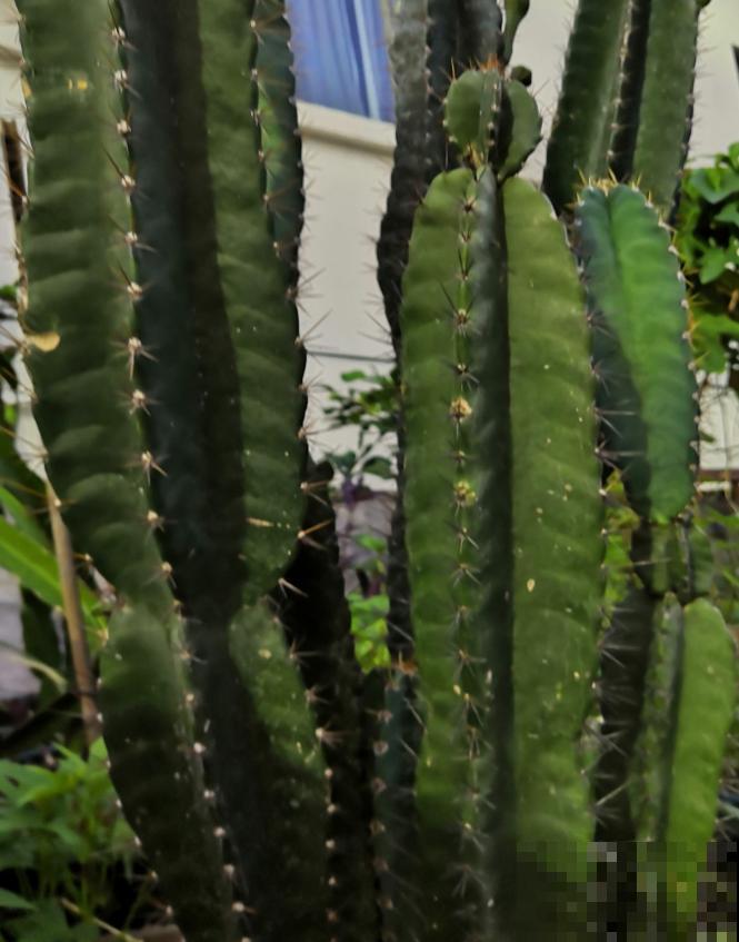 家里的花招了蚧壳虫，橄榄油加洗洁精，给花喷点效果好！