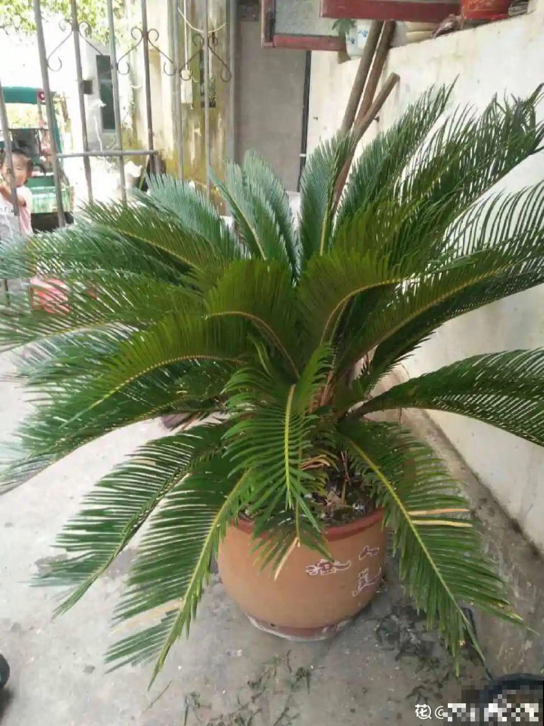 农村当柴火的花，花市卖得可贵，你认识几种？