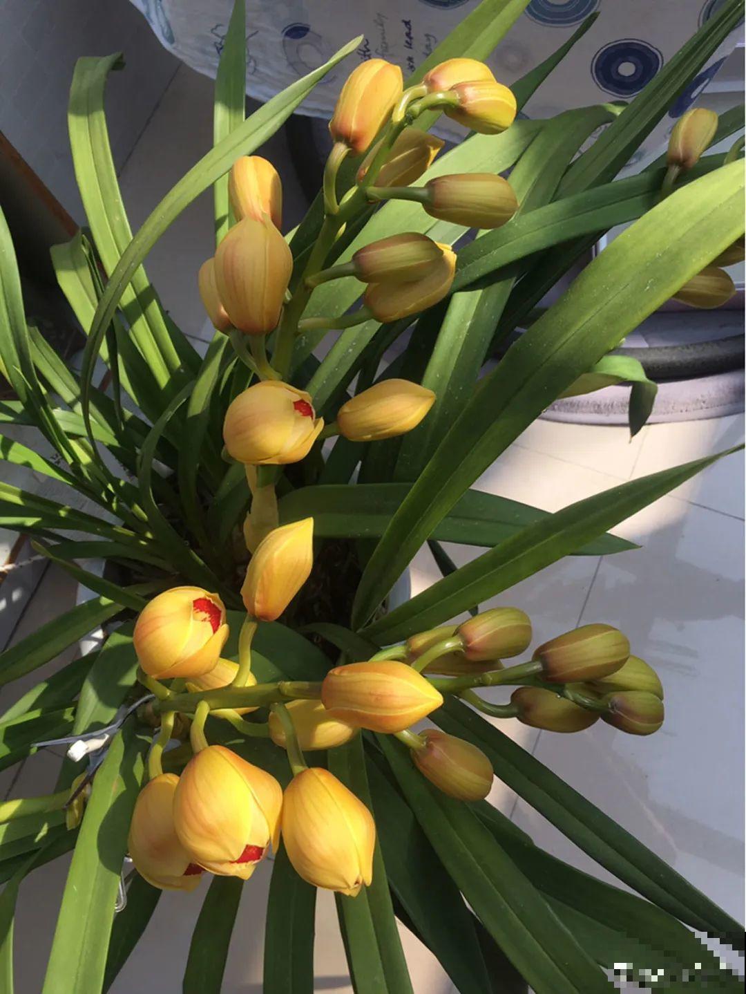 天冷开花的兰花,一共有6种,有香味、特好看! 天冷开花的兰花,一共有6种,有香味、特好看!