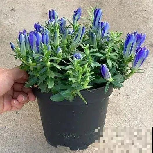 天冷才开的龙胆花，爆了上百朵，零度之下照样美！