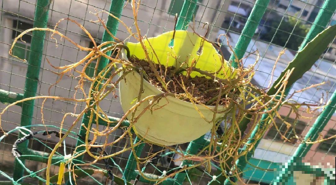 秋天降温快，家里养这9种花，要赶紧搬进屋了