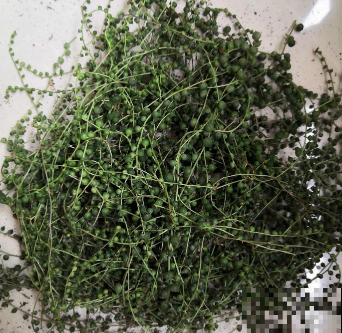珍珠吊兰烂根咋整？拔出来，切一切，还是一棵好肉肉！