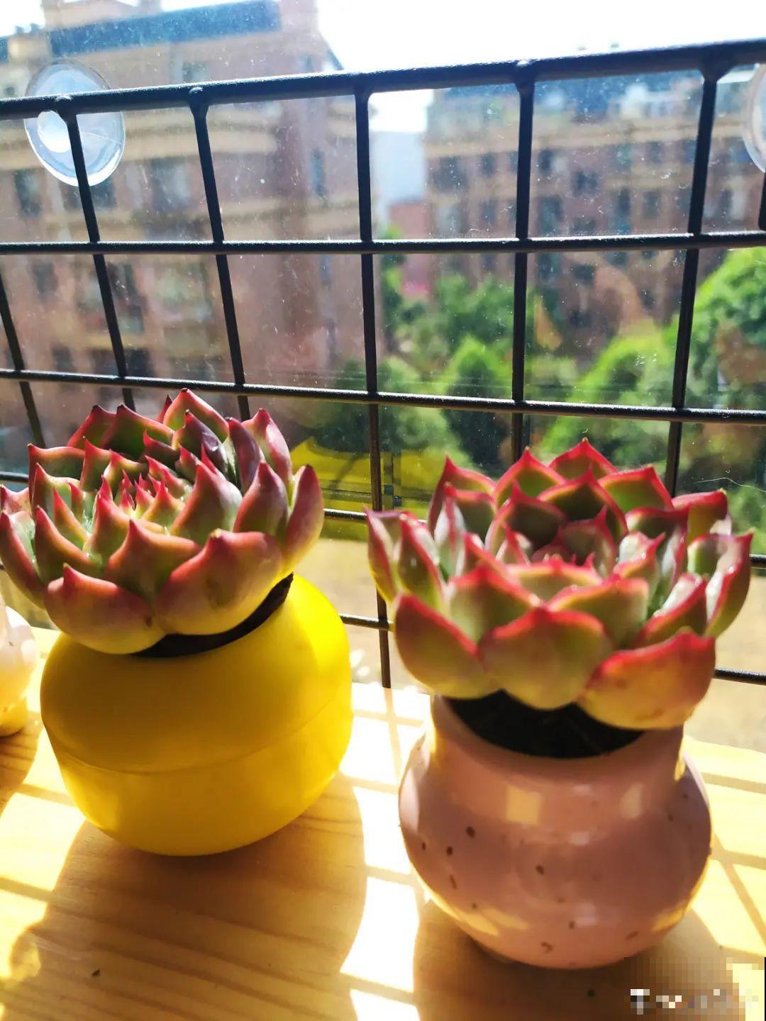 越晒越美的花，扔太阳底下晒着，红红的特好看！