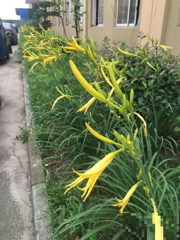 黄花菜不能吃？错了！很有可能你是把它们俩弄混了！