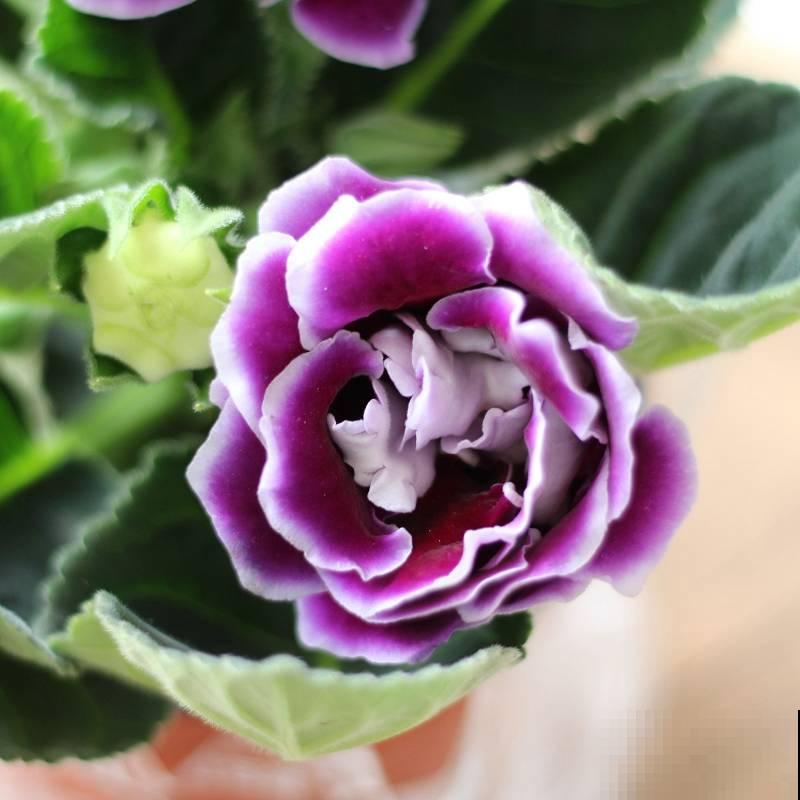 大岩桐超耐阴，开花像玫瑰，漂亮极了