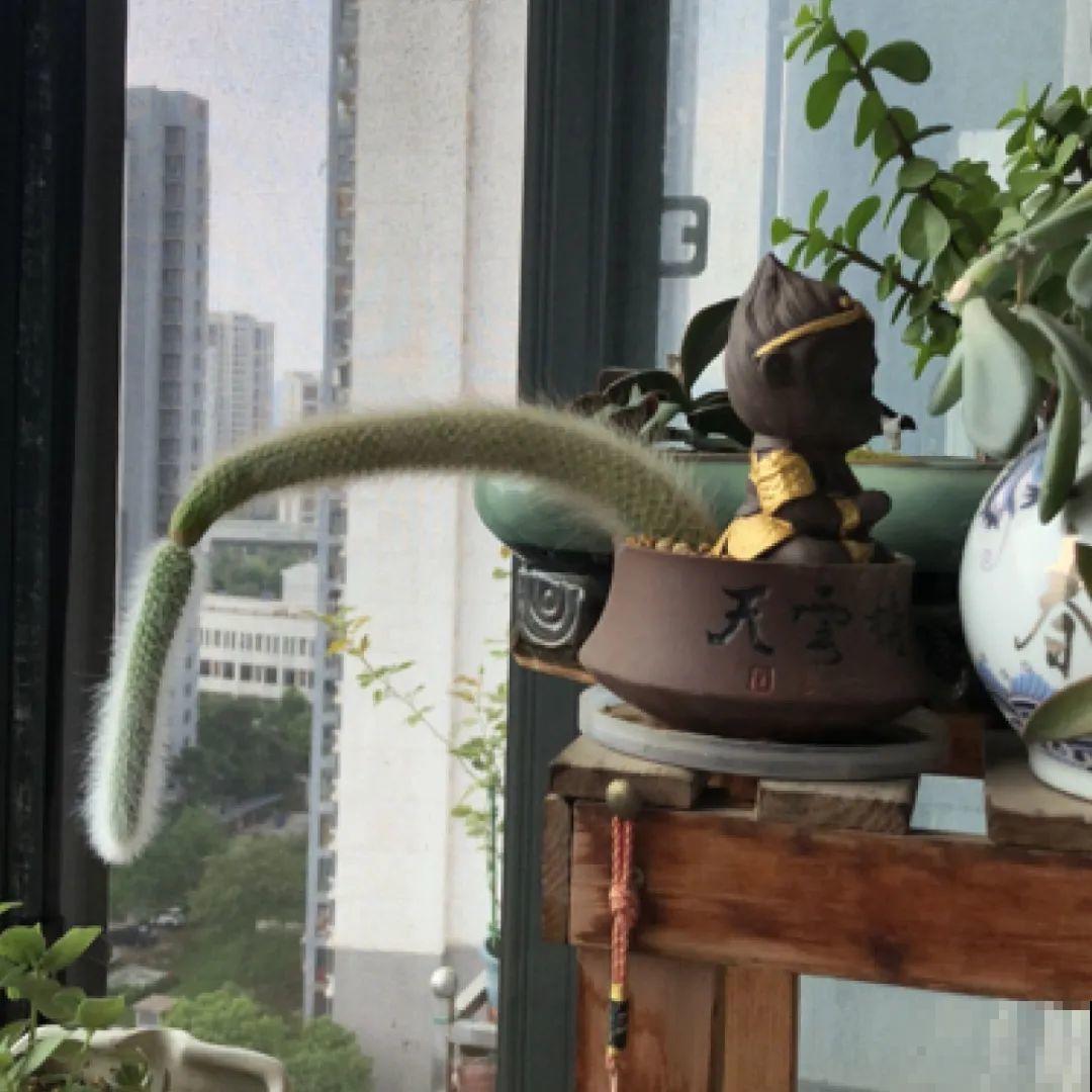 花中12生肖，看看你的属相，对应的是啥花！